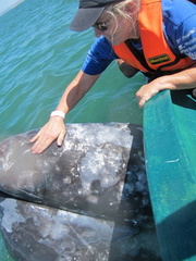 My wife petting the mother gray whale.JPG