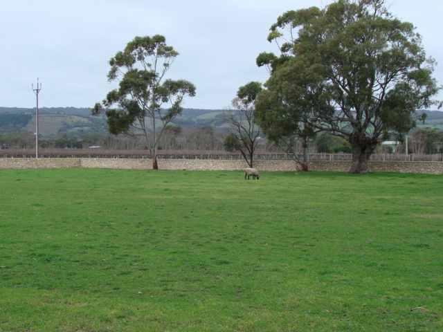 Its winter down under in Australia at the moment, nice to see some greenery. DSC02794.JPG
